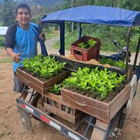 ENTREGA DE VARIEDADES DE CAFE.jpeg