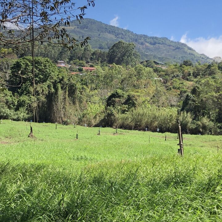 grass they spray waste honey water on.JPG