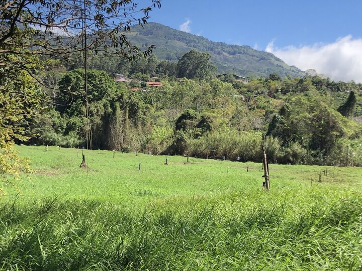 grass they spray waste honey water on.JPG