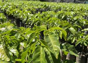 A cozy café with wooden tables, chairs, and a green plant, featuring a coffee counter.