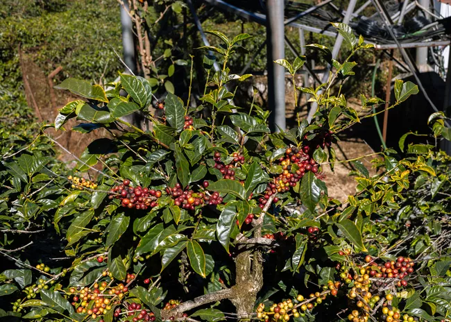 Coffee plant with red and green berries among glossy green leaves.