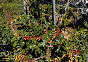Coffee plant with red and green berries among glossy green leaves.