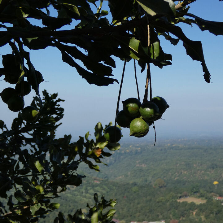 Macadamias, Nueva Granada.jpeg