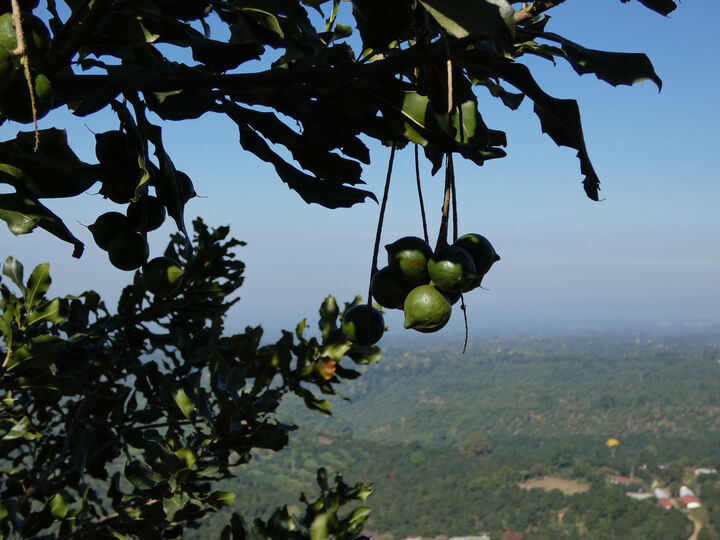 Macadamias, Nueva Granada.jpeg