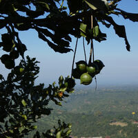 Macadamias, Nueva Granada.jpeg