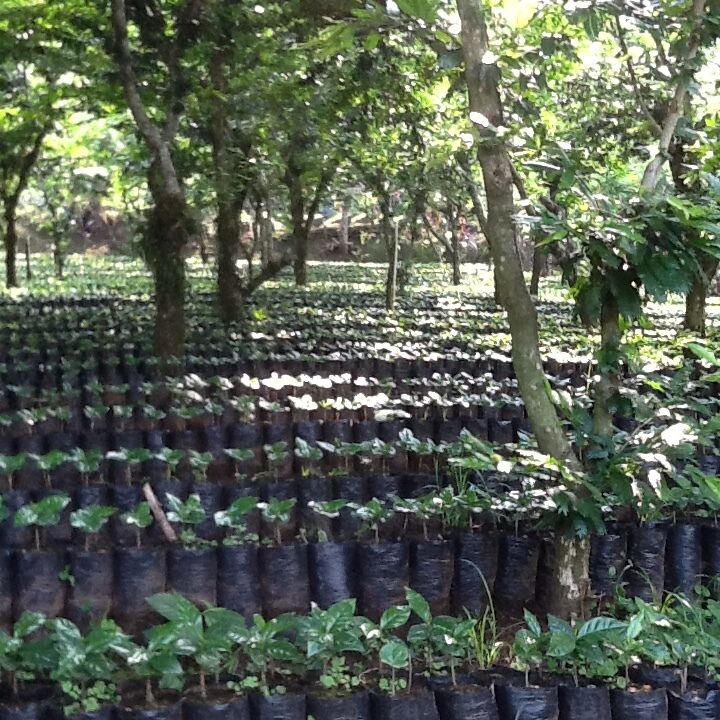 Nueva Granada seedlings (1).JPG