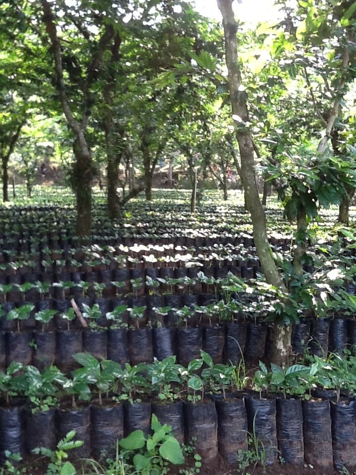 Nueva Granada seedlings (1).JPG