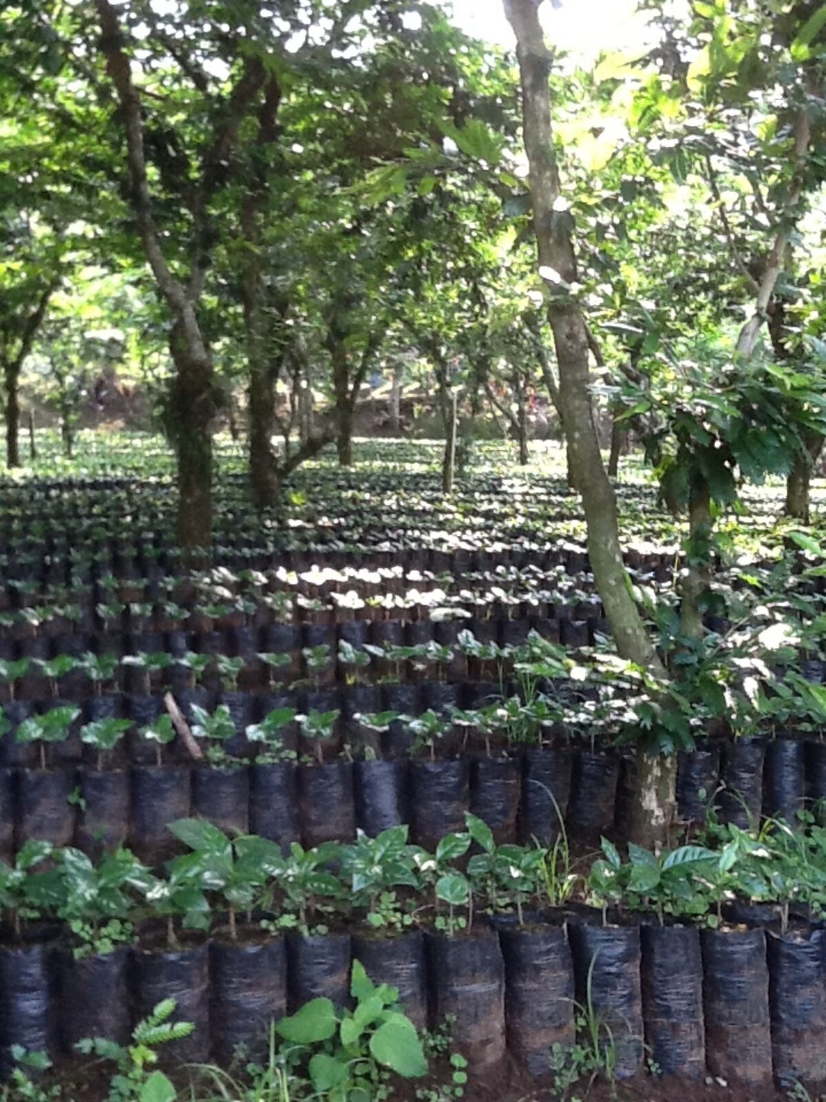 Nueva Granada seedlings (1).JPG