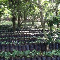 Nueva Granada seedlings (1).JPG