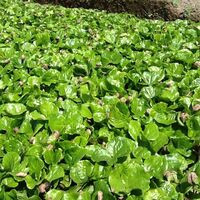 Nueva Granada seedlings.JPG