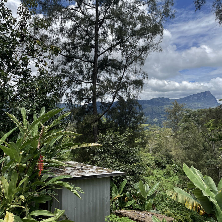 PNG Kongo Coffee Mt Elimbari (3).jpeg