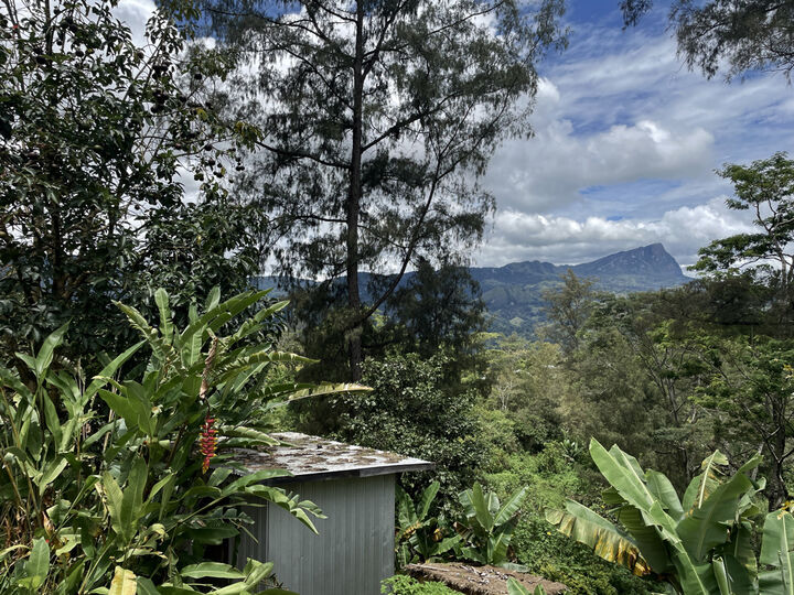 PNG Kongo Coffee Mt Elimbari (3).jpeg