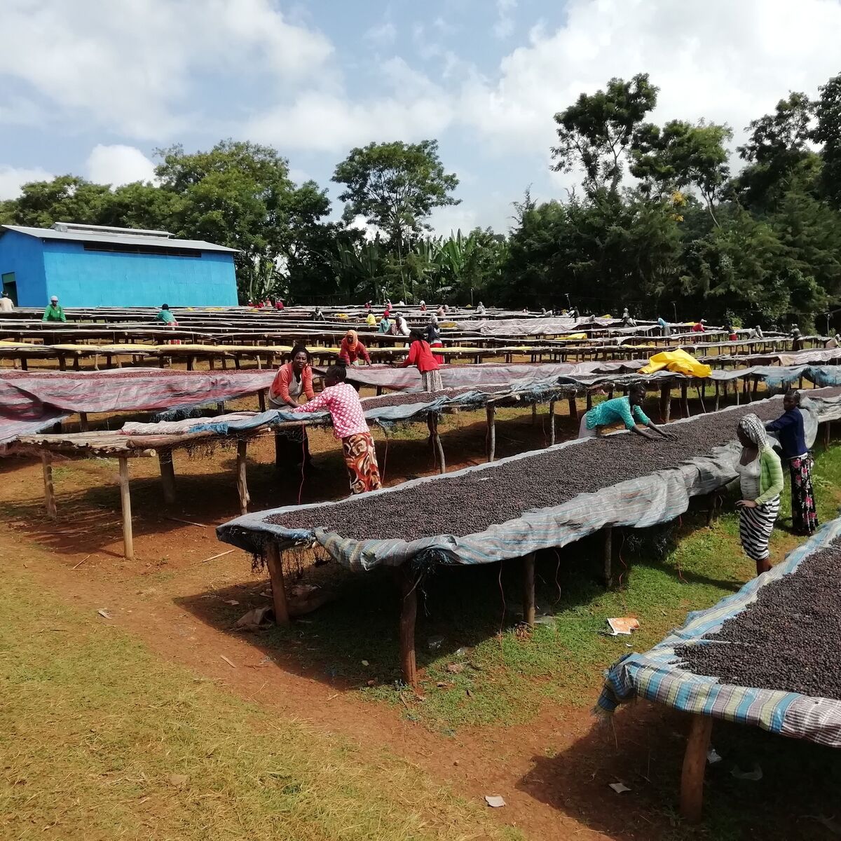 Ethiopia Beloya rised beds with natural coffee on (2).jpg