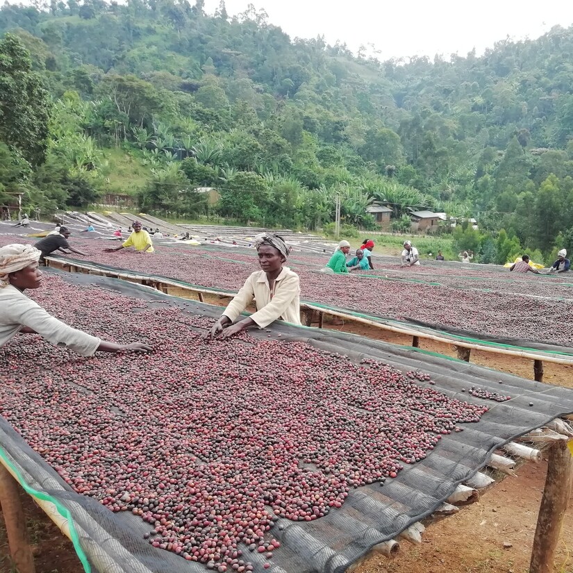 Ethiopia Beloya rised beds with natural coffee on (3).jpg