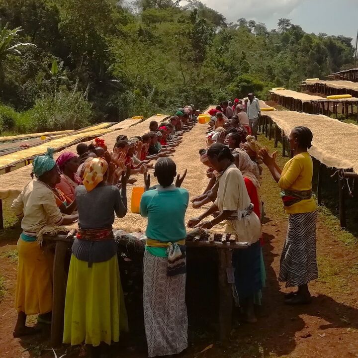 Ethiopia Beloya washed coffee drying on raised beds with extra cleaning (1).jpg