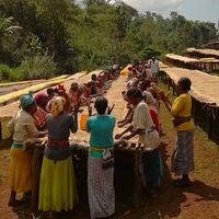 Ethiopia Beloya washed coffee drying on raised beds with extra cleaning (1).jpg
