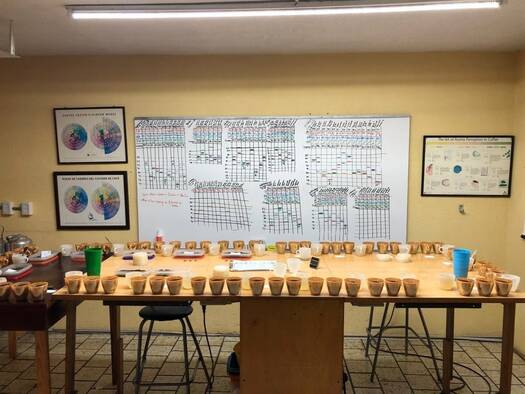 CofM cupping.jpg