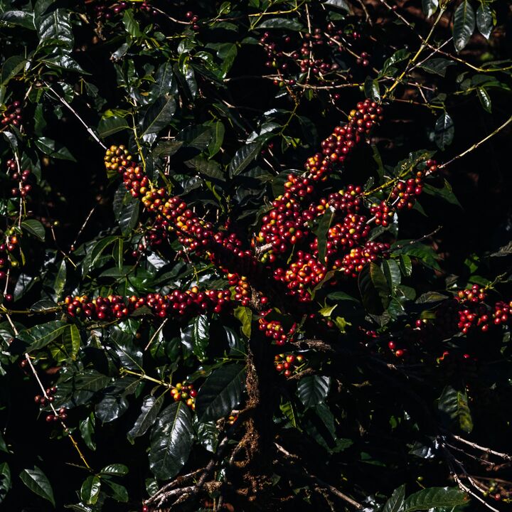 India, Devarkhan Estate (68).jpg