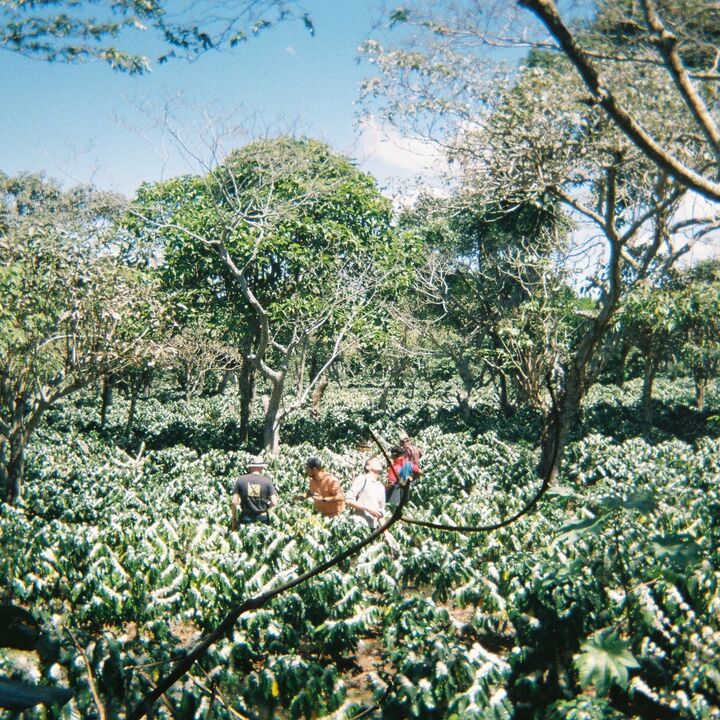 Flowering @ El Molino.JPG