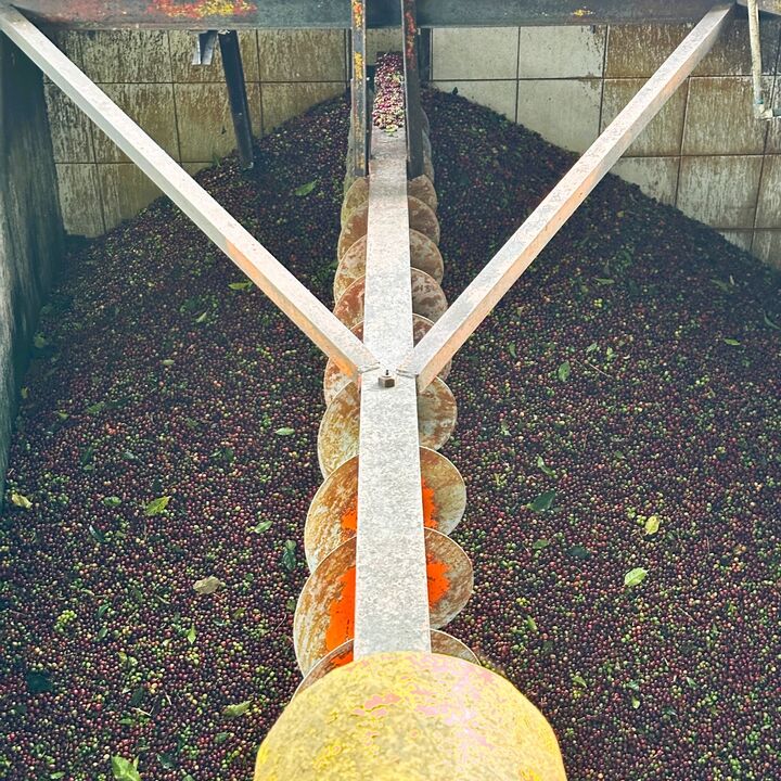 3 End of harvest cherries in a receiving silo.JPG