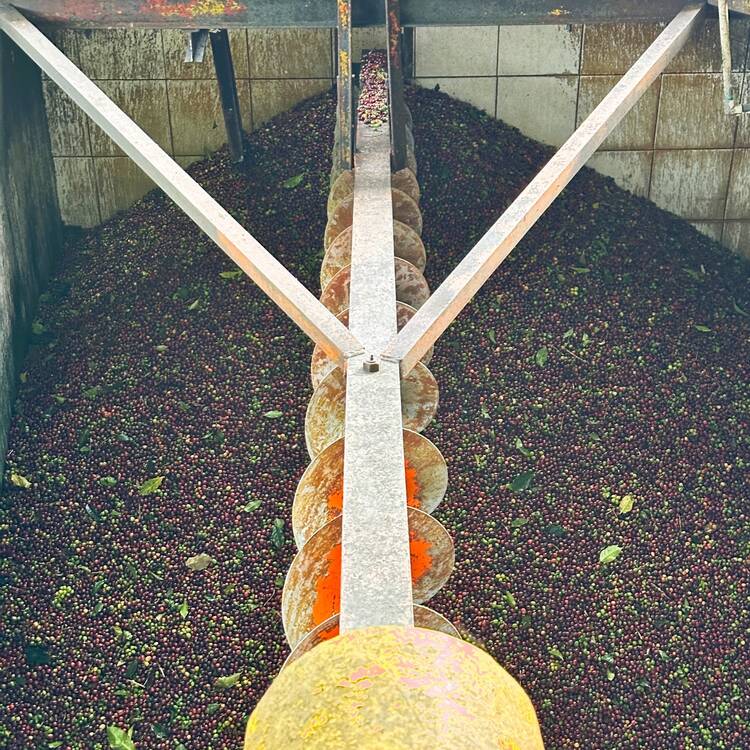 3 End of harvest cherries in a receiving silo.JPG